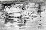 Elena-Vida-El-Paseo-de-los-Cisnes
