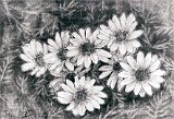 Isaac-Robles-Daisy