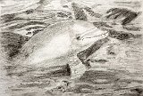 Ismael-Delfin