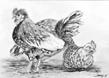 Jose-Vallejo-El-Gallo
