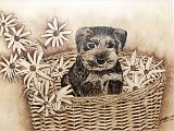 Laura-Doblas-Perro
