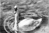 Lucia-C-El-Paseo-del-Cisne