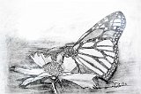 Mª-Victoria-Fernandez-Mariposa