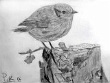 Pablo-Ayuso-Pajaro